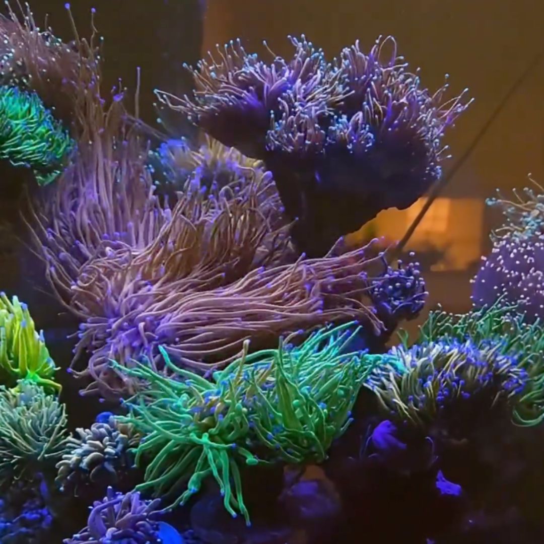 SPS-dominiertes Riffaquarium mit TRITON-ICP-Tests — Brasilien