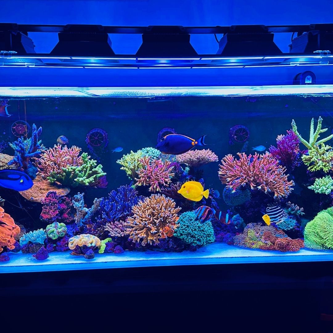 Riffaquarium nach Umstellung auf die TRITON-Methode