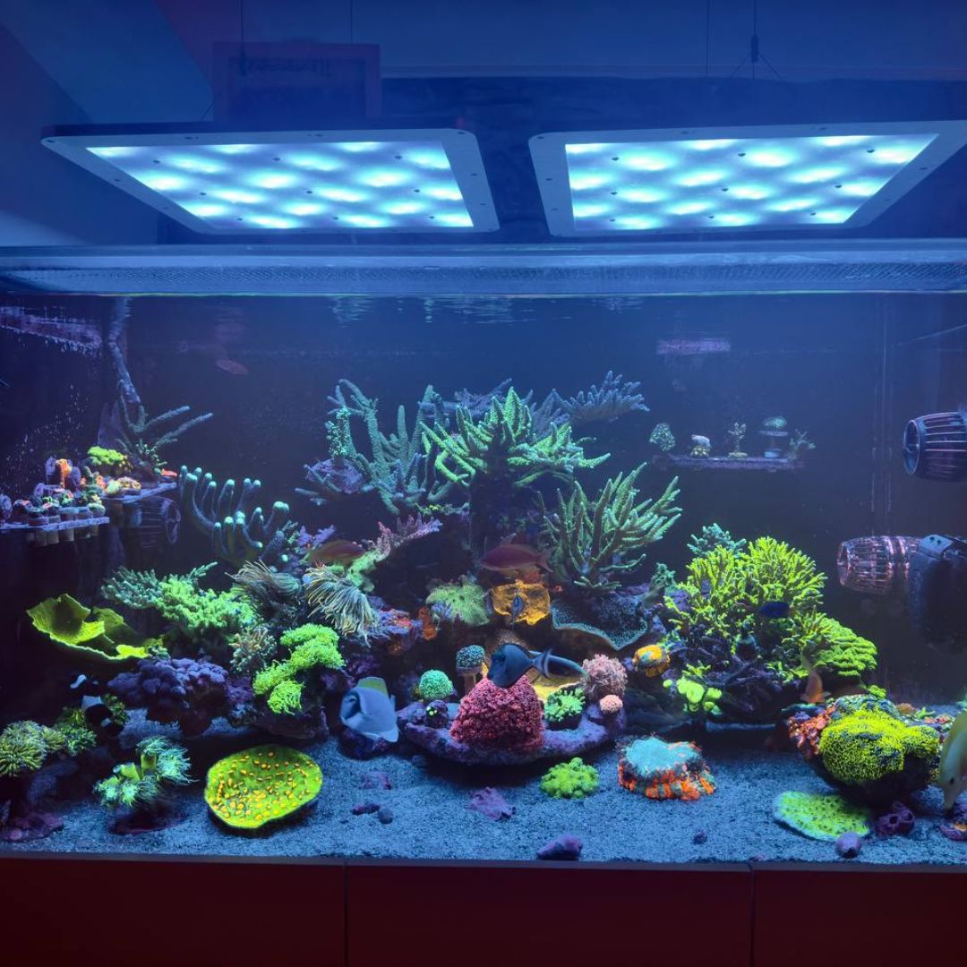 600-l-SPS-Riffbecken — 2 Jahre ohne Wasserwechsel mit TRITON